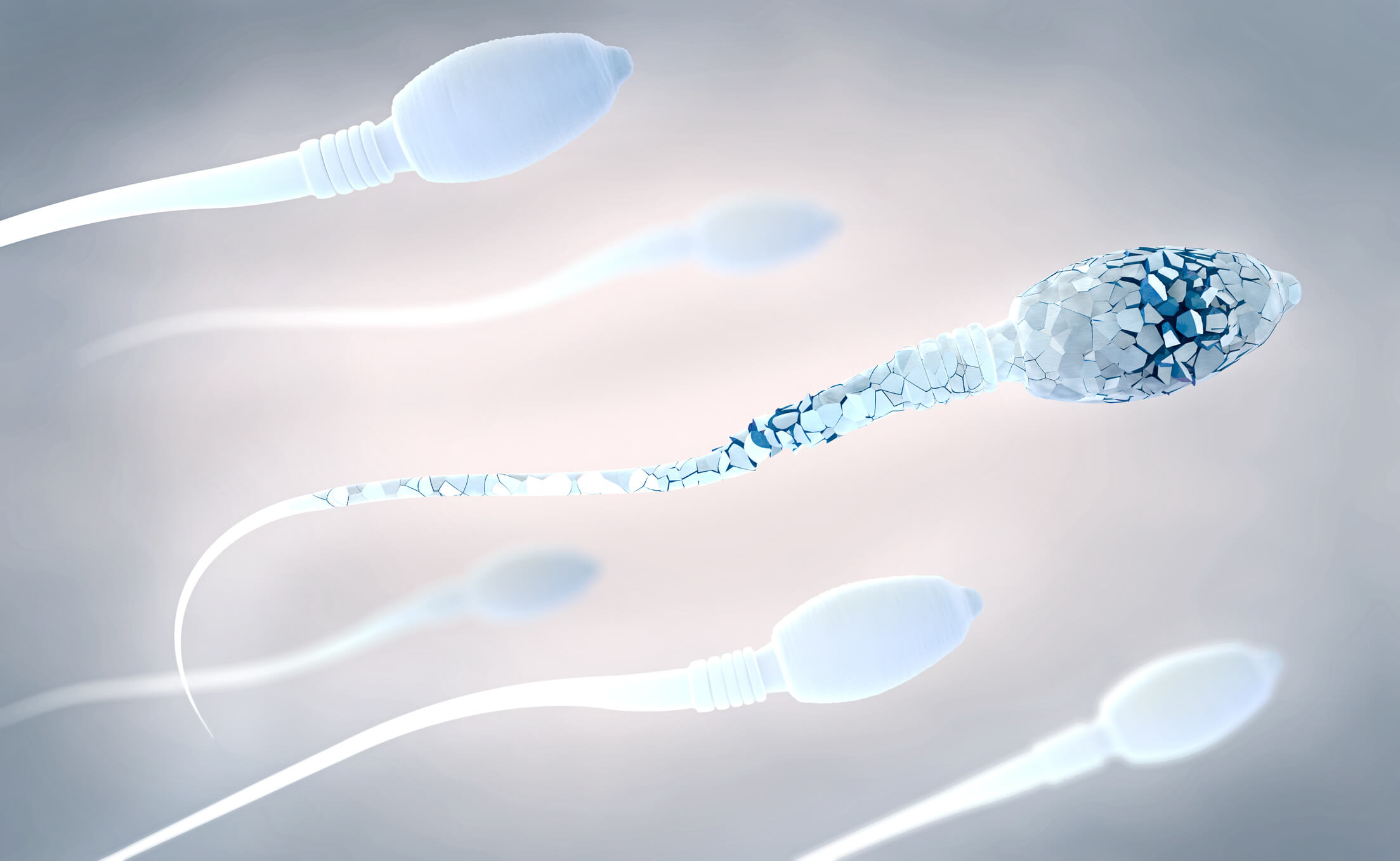 Body absorbs sperm